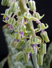 Load image into Gallery viewer, Ledebouria socialis