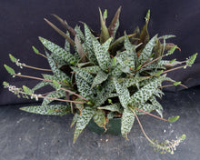 Load image into Gallery viewer, Ledebouria socialis *Big Clump!*