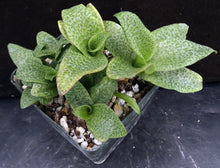 Load image into Gallery viewer, Ledebouria socialis