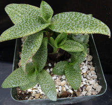 Load image into Gallery viewer, Ledebouria socialis
