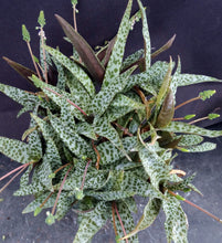 Load image into Gallery viewer, Ledebouria socialis *Big Clump!*