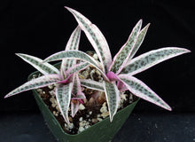Load image into Gallery viewer, Ledebouria socialis 'variegata' Variegated