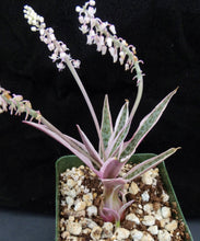 Load image into Gallery viewer, Ledebouria socialis 'variegata' Variegated