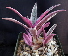 Load image into Gallery viewer, Ledebouria socialis 'variegata' Variegated