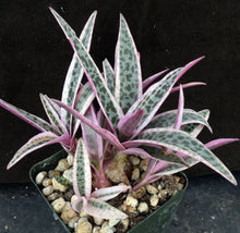 Load image into Gallery viewer, Ledebouria socialis 'variegata' Variegated