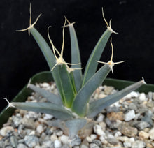 Load image into Gallery viewer, Leuchtenbergia principis