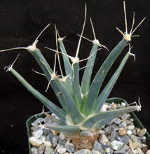Load image into Gallery viewer, Leuchtenbergia principis