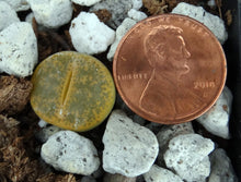 Load image into Gallery viewer, Lithops leslei v. aurea
