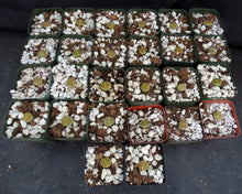 Load image into Gallery viewer, Lithops leslei v. aurea