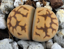 Load image into Gallery viewer, Lithops karasmontana v. bella