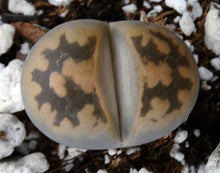 Load image into Gallery viewer, Lithops karasmontana v. bella