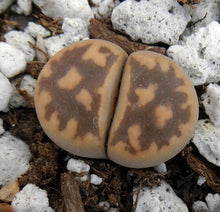 Load image into Gallery viewer, Lithops karasmontana v. bella