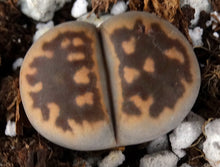 Load image into Gallery viewer, Lithops karasmontana v. bella