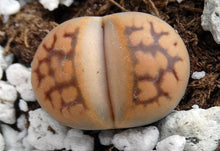Load image into Gallery viewer, Lithops karasmontana v. bella