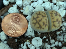 Load image into Gallery viewer, Lithops karasmontana v. bella