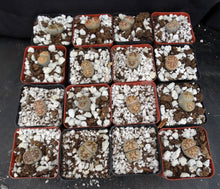 Load image into Gallery viewer, Lithops karasmontana v. bella