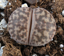 Load image into Gallery viewer, Lithops bromfieldii