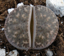 Load image into Gallery viewer, Lithops bromfieldii