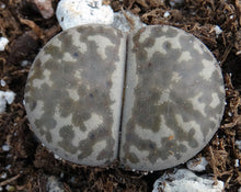 Load image into Gallery viewer, Lithops bromfieldii