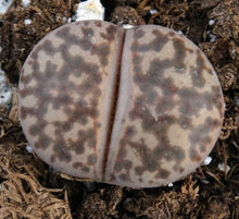 Load image into Gallery viewer, Lithops bromfieldii