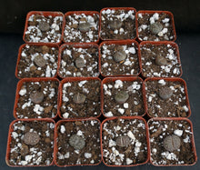 Load image into Gallery viewer, Lithops bromfieldii