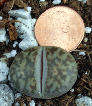 Load image into Gallery viewer, Lithops bromfieldii