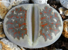 Load image into Gallery viewer, Lithops dorotheae