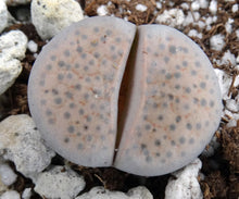 Load image into Gallery viewer, Lithops fulviceps