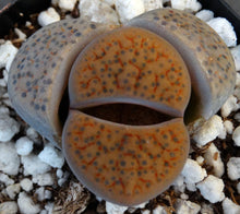 Load image into Gallery viewer, Lithops fulviceps