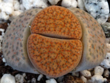 Load image into Gallery viewer, Lithops fulviceps