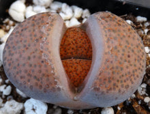 Load image into Gallery viewer, Lithops fulviceps