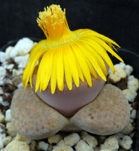 Load image into Gallery viewer, Lithops fulviceps
