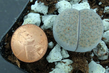 Load image into Gallery viewer, Lithops fulviceps