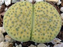 Load image into Gallery viewer, Lithops fulviceps 'aurea'