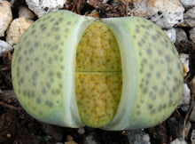 Load image into Gallery viewer, Lithops fulviceps 'aurea'