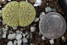 Load image into Gallery viewer, Lithops fulviceps 'aurea'
