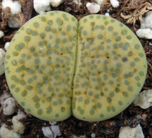 Load image into Gallery viewer, Lithops fulviceps 'aurea'
