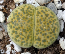 Load image into Gallery viewer, Lithops fulviceps 'aurea'