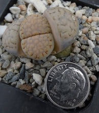Load image into Gallery viewer, Lithops julii v. fulleri