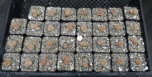 Load image into Gallery viewer, Lithops julii v. fulleri