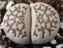 Load image into Gallery viewer, Lithops julii v. fulleri