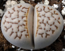 Load image into Gallery viewer, Lithops julii v. fulleri