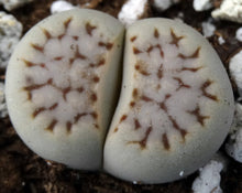 Load image into Gallery viewer, Lithops julii v. fulleri