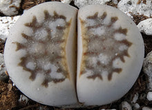Load image into Gallery viewer, Lithops julii v. fulleri