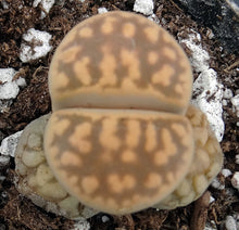 Load image into Gallery viewer, Lithops karasmontana v. bella