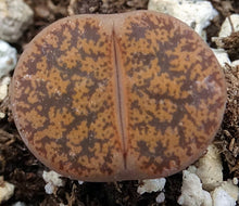Load image into Gallery viewer, Lithops leslei
