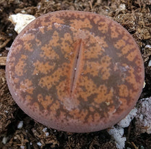 Load image into Gallery viewer, Lithops leslei