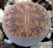 Load image into Gallery viewer, Lithops leslei