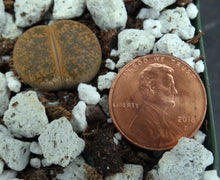 Load image into Gallery viewer, Lithops leslei