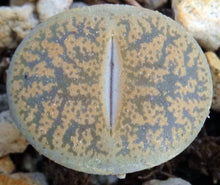 Load image into Gallery viewer, Lithops leslei
